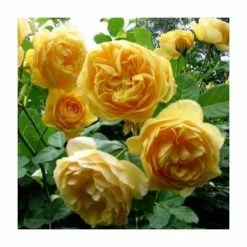 'Golden Anniversary' Patio Rose - 5.5L Pot -Cheap July Plants Store PL11018 add image 3 9425