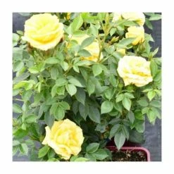 'Golden Anniversary' Patio Rose - 5.5L Pot -Cheap July Plants Store PL11018 add image 4 5e91