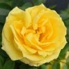 'Golden Anniversary' Patio Rose - 5.5L Pot 2 'Golden Anniversary' Patio Rose - 5.5L Pot -Cheap July Plants Store PL11018 main image be6b
