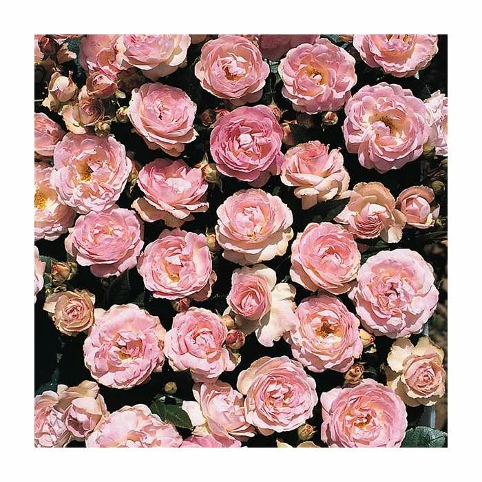 Pearl Anniversary | Floribunda Rose 3 Pearl Anniversary | Floribunda Rose