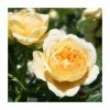 'Sweet Memories' Bush Rose - 5.5L Pot 2 'Sweet Memories' Bush Rose - 5.5L Pot -Cheap July Plants Store PL11020 main image 3563