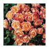 Thank You | Floribunda Rose -Cheap July Plants Store PL11021 main image 1e12