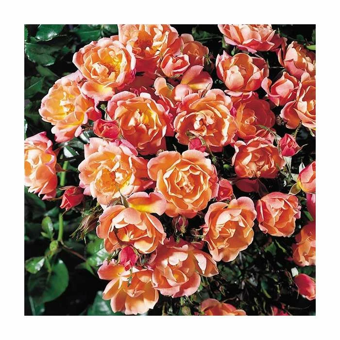 Thank You | Floribunda Rose 3 Thank You | Floribunda Rose
