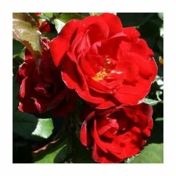 Ruby Anniversary | Hybrid Tea Rose -Cheap July Plants Store PL11023 add image 1 97c3