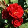 Ruby Anniversary | Hybrid Tea Rose 1 Ruby Anniversary | Hybrid Tea Rose -Cheap July Plants Store PL11023 main image a7ac