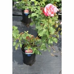 Double Delight' Bush Rose - 4L Pot -Cheap July Plants Store PL11035 add image 1 a6a1