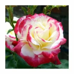 Double Delight' Bush Rose - 4L Pot