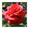 'Fragrant Cloud' Bush Rose - 4L Pot -Cheap July Plants Store PL11036 main image c35d