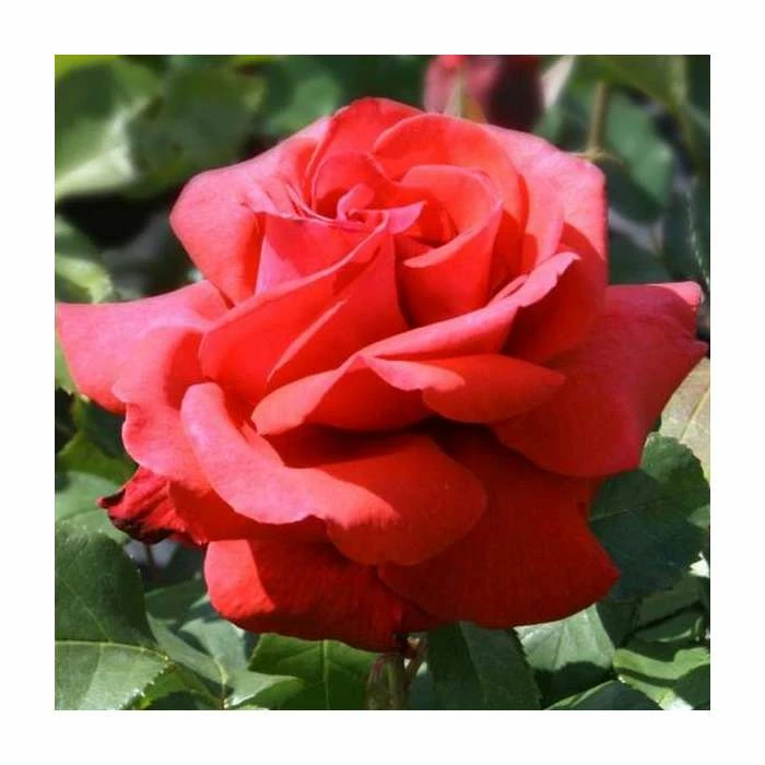 'Fragrant Cloud' Bush Rose - 4L Pot 3 'Fragrant Cloud' Bush Rose - 4L Pot