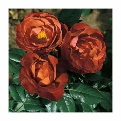 'Hot Chocolate' Bush Rose - 4L Pot -Cheap July Plants Store PL11038 add image 1 519e