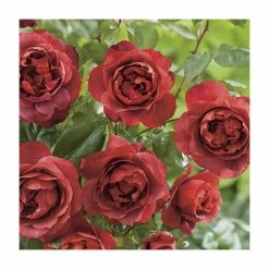'Hot Chocolate' Bush Rose - 4L Pot -Cheap July Plants Store PL11038 add image 2 0f11