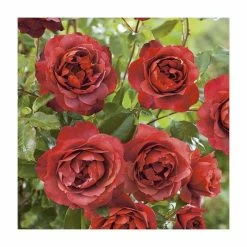 'Hot Chocolate' Bush Rose - 4L Pot -Cheap July Plants Store PL11038 add image 3 6733