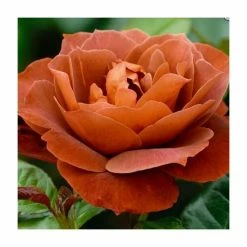 'Hot Chocolate' Bush Rose - 4L Pot