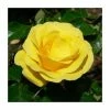 Freedom' Bush Rose - 4L Pot -Cheap July Plants Store PL11039 main image 2dc4