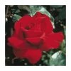 Ingrid Bergman' Bush Rose - 4L Pot -Cheap July Plants Store PL11042 main image 1bae