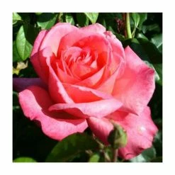 Lovely Lady' Bush Rose - 4L Pot