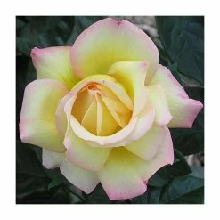 Peace' Bush Rose - 4L Pot 7 Peace' Bush Rose - 4L Pot -Cheap July Plants Store PL11046 add image 1 9c72
