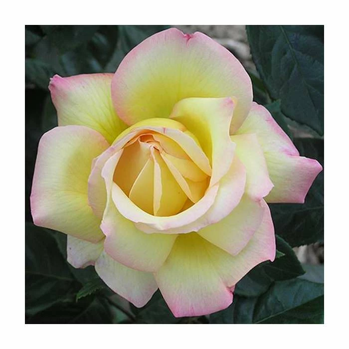 Peace' Bush Rose - 4L Pot 5 Peace' Bush Rose - 4L Pot - Image 3