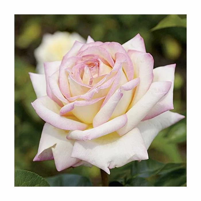 Peace' Bush Rose - 4L Pot 3 Peace' Bush Rose - 4L Pot
