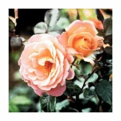 Rosemary Harkness | Hybrid Tea Rose -Cheap July Plants Store PL11049 add image 1 3297