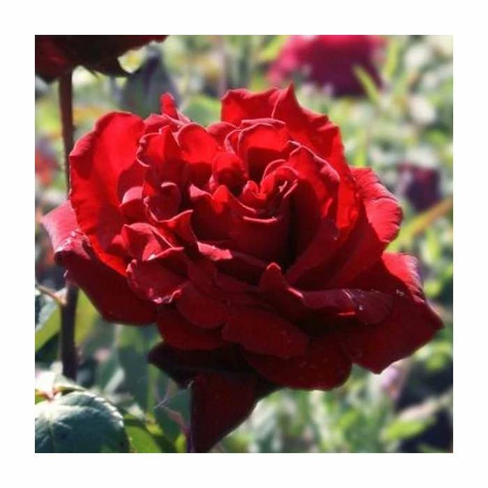 'Royal William' Bush Rose - 4L Pot 4 'Royal William' Bush Rose - 4L Pot - Image 2