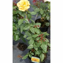 Keep Smiling' Bush Rose - 4L Pot 8 Keep Smiling' Bush Rose - 4L Pot -Cheap July Plants Store PL11061 add image 1 431d