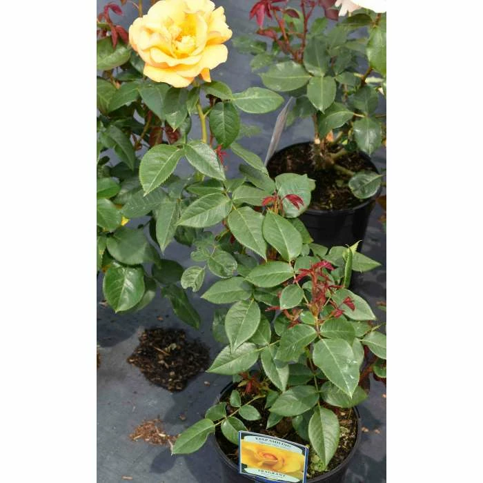 Keep Smiling' Bush Rose - 4L Pot 5 Keep Smiling' Bush Rose - 4L Pot - Image 3