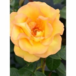 Keep Smiling' Bush Rose - 4L Pot 9 Keep Smiling' Bush Rose - 4L Pot -Cheap July Plants Store PL11061 add image 2 b38a