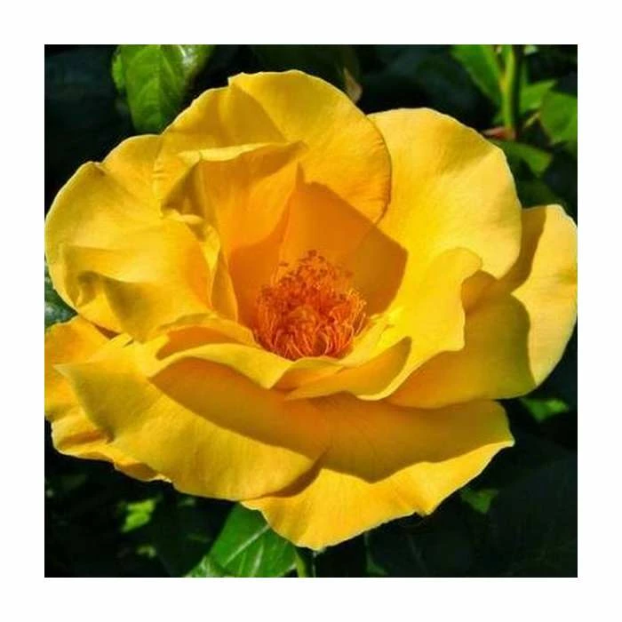 Keep Smiling' Bush Rose - 4L Pot 3 Keep Smiling' Bush Rose - 4L Pot