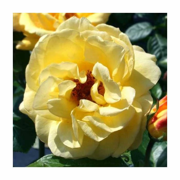 Arthur Bell | Climbing Rose 4 Arthur Bell | Climbing Rose - Image 2