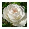 'Iceberg' Bush Rose - 4L Pot -Cheap July Plants Store PL11071 main image ed75
