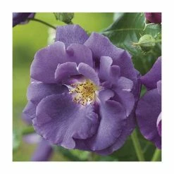 Rhapsody In Blue | Floribunda Rose -Cheap July Plants Store PL11079 add image 1 6aef