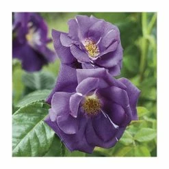 Rhapsody In Blue | Floribunda Rose -Cheap July Plants Store PL11079 add image 2 0282