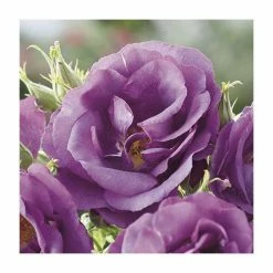 Rhapsody In Blue | Floribunda Rose -Cheap July Plants Store PL11079 add image 3 9449