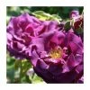 Rhapsody In Blue | Floribunda Rose -Cheap July Plants Store PL11079 main image 73ee