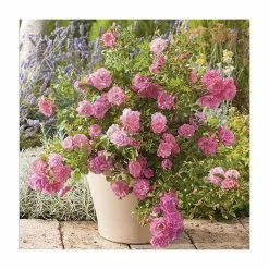 'Flower Carpet Pink' Ground Cover Rose - 4L Pot -Cheap July Plants Store PL11104 add image 1 9881