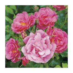 'Flower Carpet Pink' Ground Cover Rose - 4L Pot -Cheap July Plants Store PL11104 add image 2 4d1a