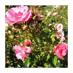 'Flower Carpet Pink' Ground Cover Rose - 4L Pot -Cheap July Plants Store PL11104 add image 3 9390