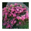 'Flower Carpet Pink' Ground Cover Rose - 4L Pot 2 'Flower Carpet Pink' Ground Cover Rose - 4L Pot -Cheap July Plants Store PL11104 main image f79f