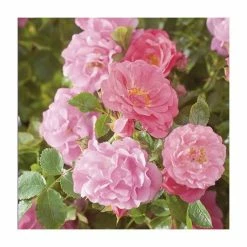 Cheap July Plants Store -Cheap July Plants Store PL11104 rollover image b6ef