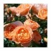 Sweet Dreams' Patio Rose - 4L Pot -Cheap July Plants Store PL11120 main image c892