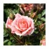 Flower Power' Patio Rose - 4L Pot 2 Flower Power' Patio Rose - 4L Pot -Cheap July Plants Store PL11127 main image 7d71