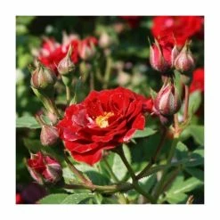 Peter Pan' Bush Rose - 4L Pot -Cheap July Plants Store PL11128 add image 1 a7a3