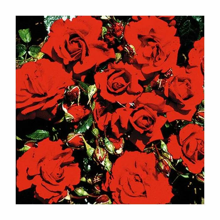 The Princes Trust | Climbing Rose 3 The Princes Trust | Climbing Rose