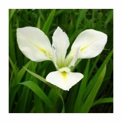 Large Louisiana Iris 'Her Highness' Iris Louisiana 'Her Highness' - 3L Pot