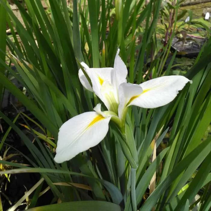 Large Louisiana Iris 'Her Highness' Iris Louisiana 'Her Highness' - 3L Pot 4 Large Louisiana Iris 'Her Highness' Iris Louisiana 'Her Highness' - 3L Pot - Image 2