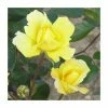 Golden Showers | Climbing Rose 1 Golden Showers | Climbing Rose -Cheap July Plants Store PL11140 main image f37e