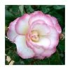 Handel' Climber Rose - 5.5L Pot 2 Handel' Climber Rose - 5.5L Pot -Cheap July Plants Store PL11142 main image 358d