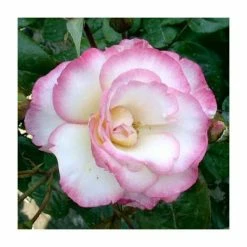 Handel' Climber Rose - 5.5L Pot
