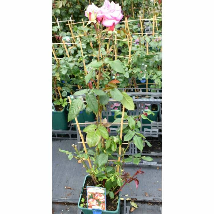 Handel' Climber Rose - 5.5L Pot 4 Handel' Climber Rose - 5.5L Pot - Image 2